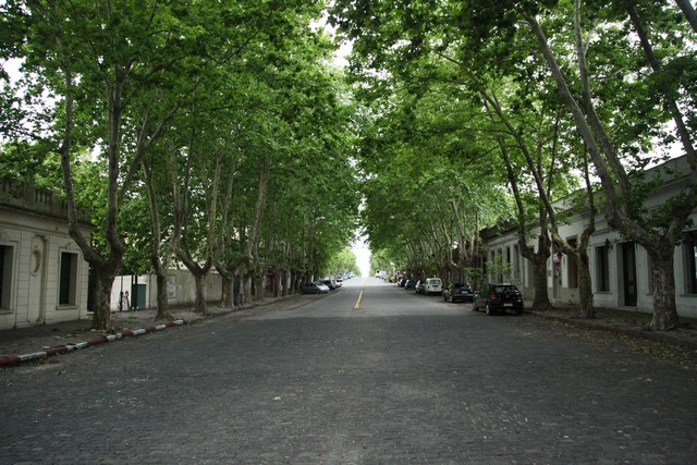 çınar, ağaç, colonia del sacramento