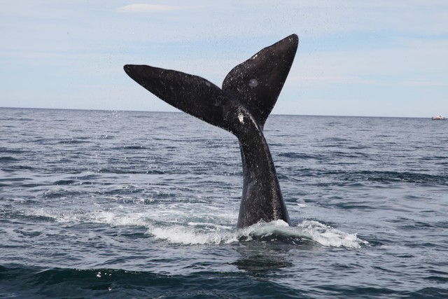 Southern Right Whale - Güney Gerçek Balinası